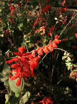 Beautiful and Natural Color Flower at Kathmandu, Nepal Stock Photos