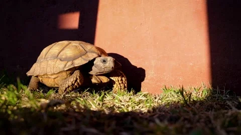 Beautiful and old turtle walking in the garden Stock Footage 146050444