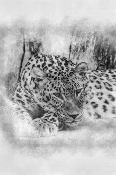 Beautiful and powerful leopard resting in the sun hand drawing effect with pe イラスト素材