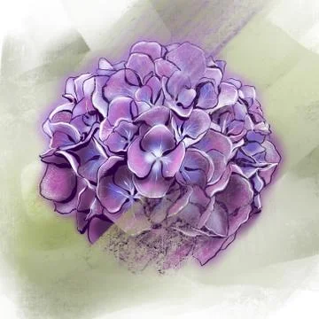 Beautiful and purple Hydrangea, illustration in vintage style. Stock Illustration