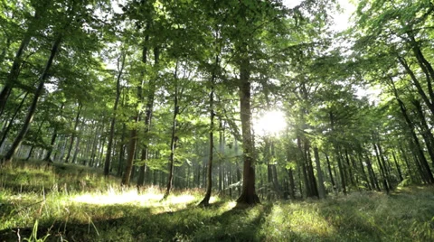 Beautiful and romantic forest with sun shining through Video stock 36669009