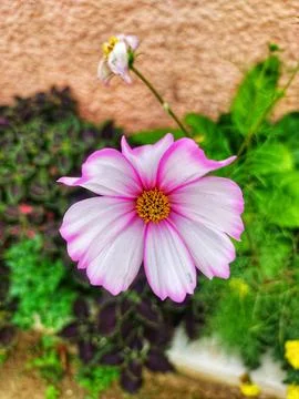 Beautiful and small pink  cocmos bipinnarus flower Stock Photos