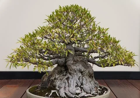 A beautiful and trained Willow Leaf Ficus bonsai tree with thick bark and tin Stock Photos