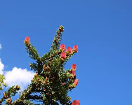 Beautiful and unusual shoots on the tips of pine branches on sunny spring day Stock Photos