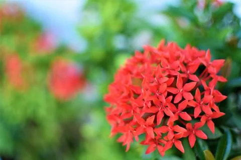 Beautiful and vivid red Santan flowers Stock Photos