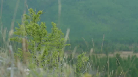 Beautiful and wild Stock Footage 163841723
