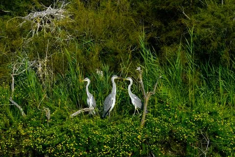 Beautiful and wild gray herons of the camargue in the south of france Stock Photos