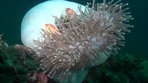 A beautiful anemone in Bali Stock Footage 45731825
