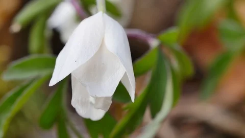 Beautiful anemone close up Stock-Footage 106589804