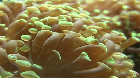 Beautiful anemone Video stock 7407438