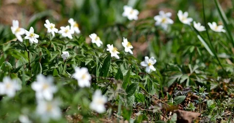 Beautiful Anemones in spring sunlight. Stock-Footage 89398622