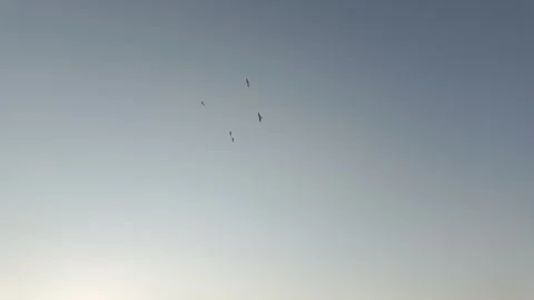 Beautiful Angle View of a Group of Soaring Seagulls Stock Footage 310859337
