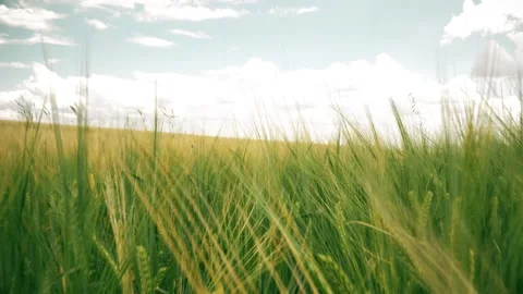 Beautiful angles from the wheat fields 4K Stock Footage 157655456