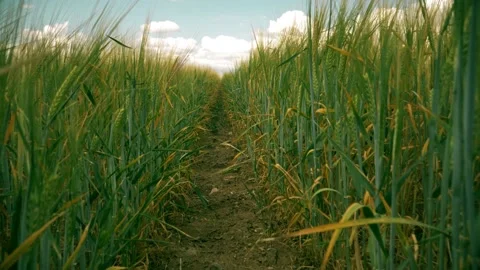 Beautiful angles from the wheat fields 4K Stock Footage 157655570