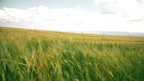 Beautiful angles from the wheat fields 4K Stock Footage 157655605