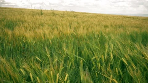 Beautiful angles from the wheat fields 4K Stock Footage 157655745
