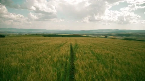 Beautiful angles from the wheat fields 4K Stock Footage 157655832