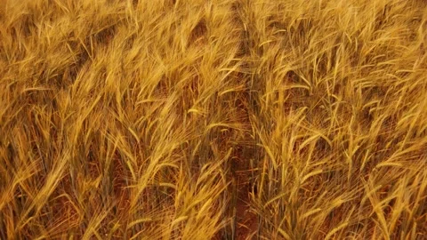 Beautiful angles from the wheat fields 4K Stock Footage 157656064
