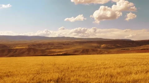Beautiful angles from the wheat fields 4K Stock Footage 157656069