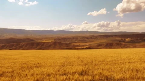 Beautiful angles from the wheat fields 4K Stock Footage 157656071