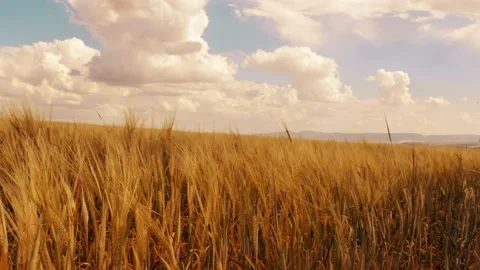 Beautiful angles from the wheat fields 4K Stock Footage 157656228