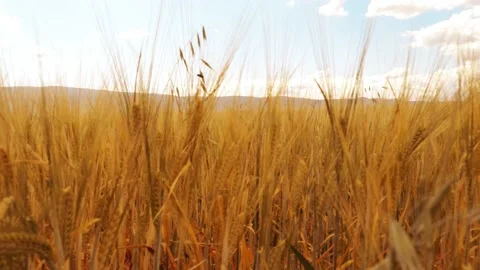 Beautiful angles from the wheat fields 4K Stock Footage 157656280