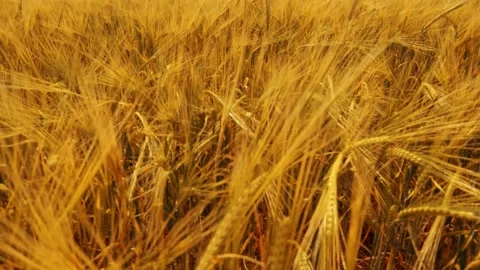 Beautiful angles from the wheat fields 4K Stock Footage 157656312
