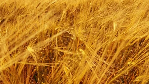 Beautiful angles from the wheat fields 4K Stock Footage 157656353