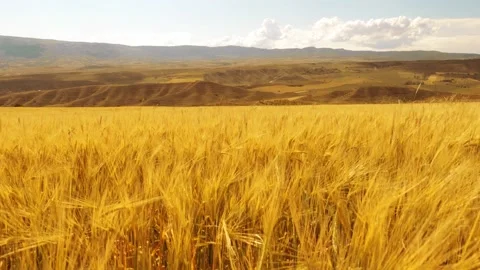 Beautiful angles from the wheat fields 4K Stock Footage 157656442