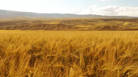 Beautiful angles from the wheat fields 4K Stock Footage 157656444