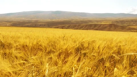 Beautiful angles from the wheat fields 4K Stock Footage 157656483