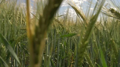 Beautiful angles from the wheat fields 4K Stock Footage 157656488