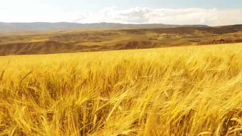 Beautiful angles from the wheat fields 4K Stock Footage 157656491