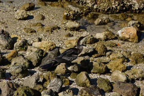 A Beautiful Anhinga Stock Photos