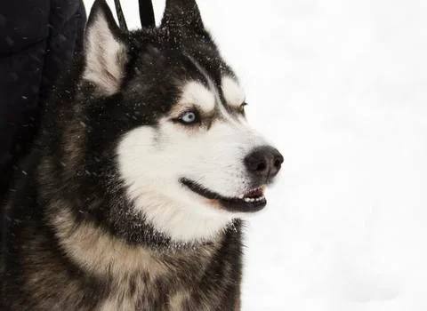 Beautiful animal husky dog in snowy winter heterochromia in the Park Stock Photos