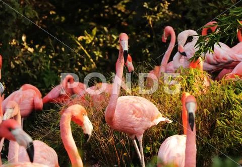 A beautiful animal named American flamingo, Phoenicopterus ruber. One of them Stock Photos