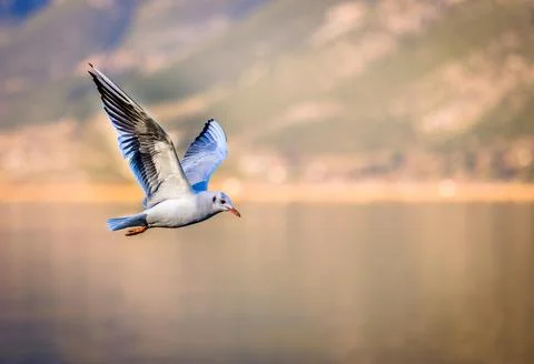 Beautiful animals Stock Photos