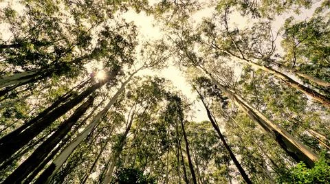 Beautiful ant view of Eucalyptus trees in forest and with bright sunlight bac Stock Photos