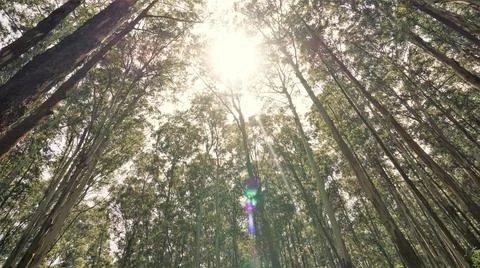 Beautiful ant view of Eucalyptus trees in forest and with bright sunlight bac Stock Photos