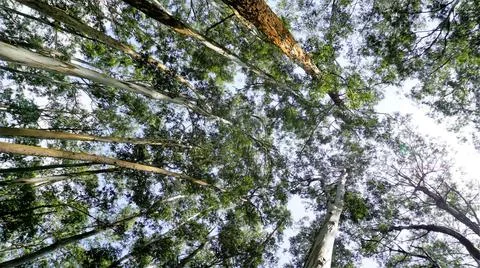 Beautiful ant view of Eucalyptus trees in forest and with clear sky backgroun Stock Photos