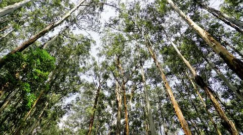 Beautiful ant view of Eucalyptus trees in forest and with clear sky backgroun Stock Photos