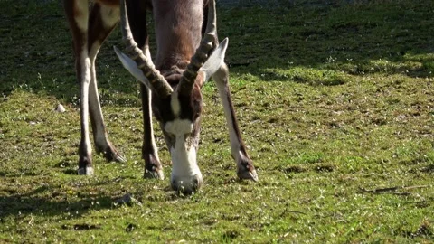 Beautiful antelope eats the grass Video stock 188787753