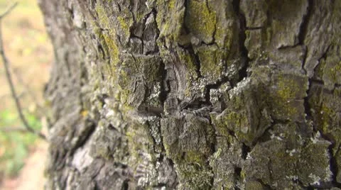 Beautiful ants on tree bark Stock Footage 8946601