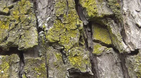 Beautiful ants on tree bark Stock Footage 8946678