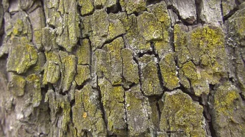 Beautiful ants on tree bark Stock Footage