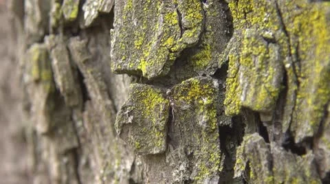 Beautiful ants on tree bark Stock Footage