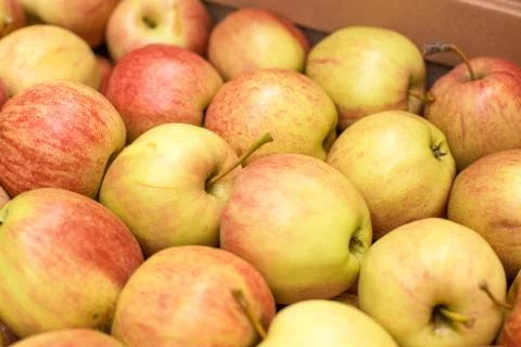 Beautiful appetizing fruit background with apples in a cardboard box Stock Photos