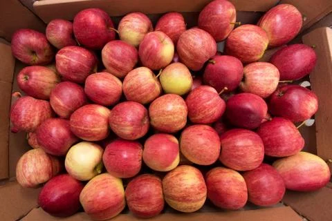 Beautiful appetizing fruit background red with red apples Stock Photos