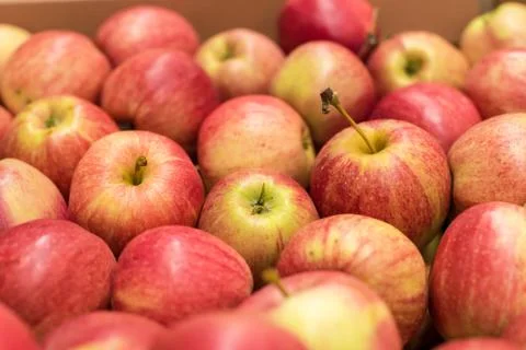 Beautiful appetizing fruit red background with red apples in a cardboard box Stock Photos