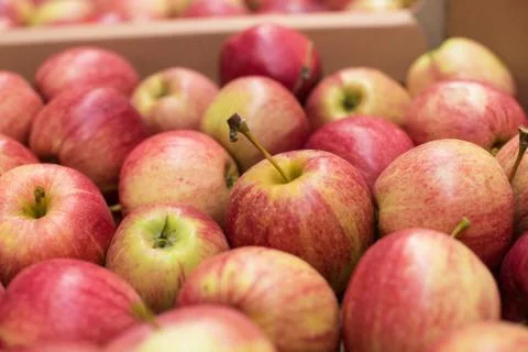 Beautiful appetizing fruit red background with red apples in a cardboard box Stock Photos